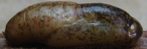 Pupae